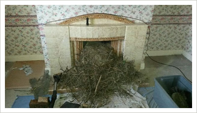 chimney bird nest removal in ryedale
